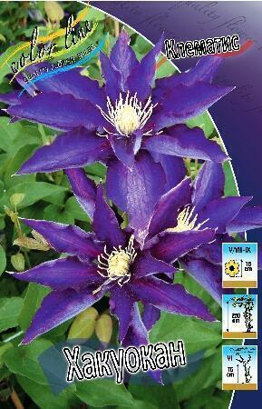 Купить оптом в Ботанике Клематис Хакуокан 2 шт