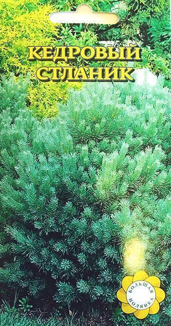 Купить оптом в Ботанике семена Кедровый стланик УУ бренд Урожай Удачи