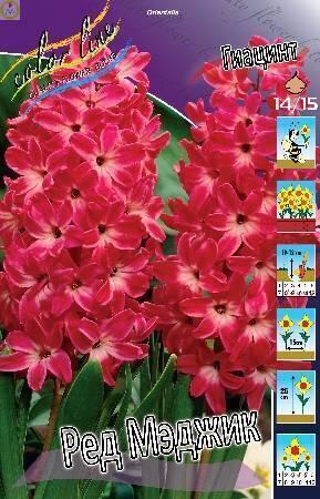 Купить оптом в Ботанике Гиацинт Ред Мэджик 3 шт