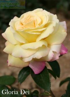 Купить оптом в Ботанике Роза Глория Дэй 1 шт чайно-гибридная