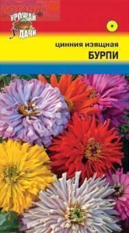 Купить оптом в Ботанике семена Цинния Бурпи изящная УУ бренд Урожай Удачи