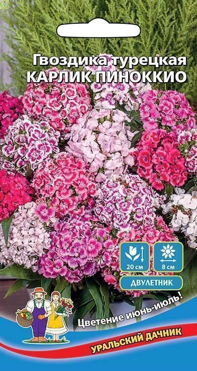 Купить оптом в Ботанике семена Гвоздика турецкая Карлик Пиноккио УД бренд Уральский дачник
