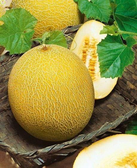 Купить оптом в Ботанике семена Дыня Солнечная УД бренд Уральский дачник, Марс