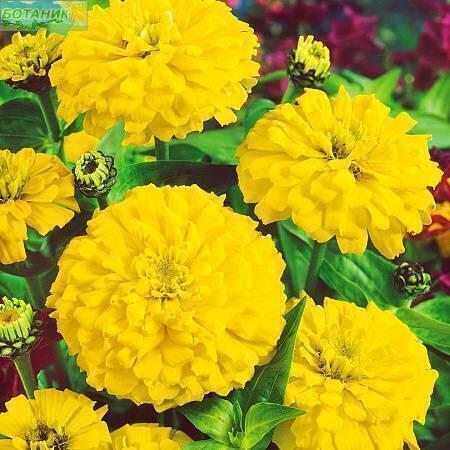 Купить оптом в Ботанике семена Цинния Канарейка СиО бренд Сад и огород