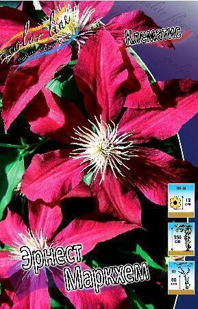 Купить оптом в Ботанике Клематис Эрнест Маркхем  25 шт