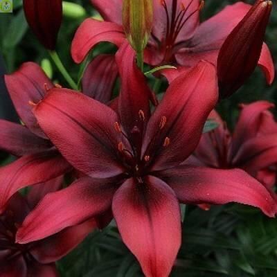 Купить оптом в Ботанике Лилия Форейнджер 7 шт