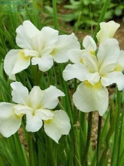 Купить оптом в Ботанике Ирис Уайт Свирл 2 шт