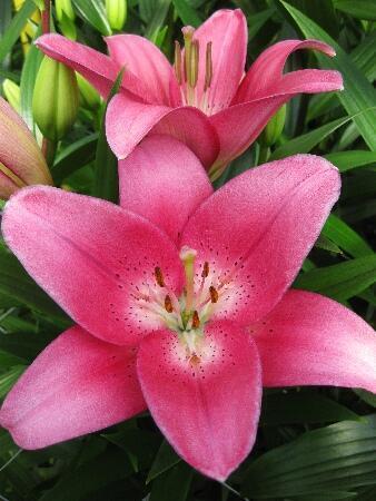 Купить оптом в Ботанике Лилия Кавалезе 10 шт