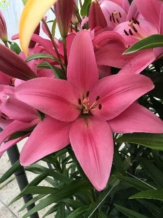 Купить оптом в Ботанике Лилия Бордуолк 7 шт