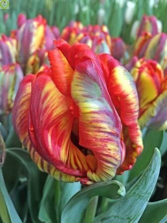 Купить оптом в Ботанике Тюльпан Раста Пэррот 7 шт