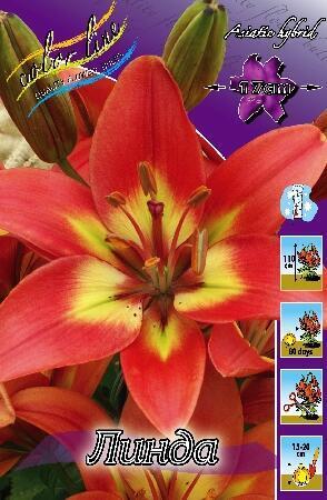 Купить оптом в Ботанике Лилия Линда 5 шт