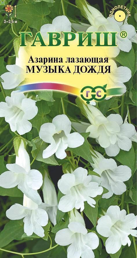 Купить оптом в Ботанике семена Азарина Музыка дождя Гав бренд Гавриш