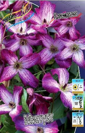 Купить оптом в Ботанике Клематис Минуэт 2 шт