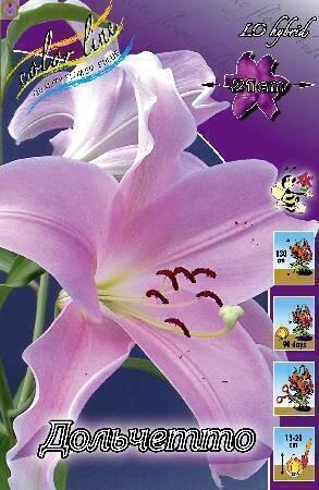 Купить оптом в Ботанике Лилия Дольчетто 10 шт 