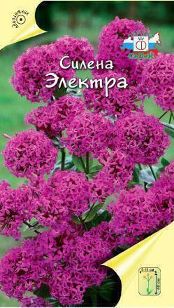 Купить оптом в Ботанике семена Силена Электра Сед бренд СеДеК