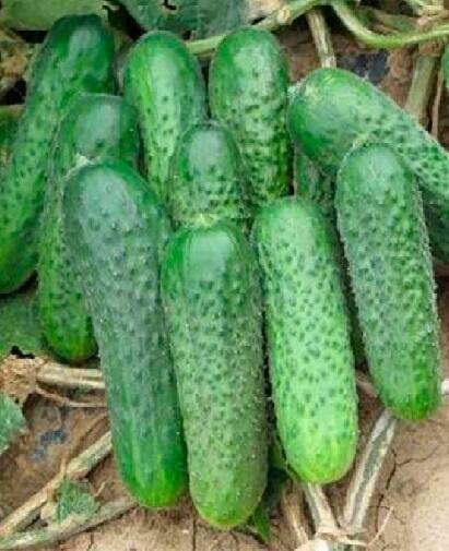 Купить оптом в Ботанике семена Огурец Закусочный Мар бренд Марс