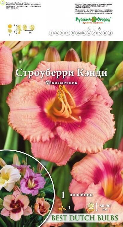 Купить оптом в Ботанике Лилейник гофр. Строуберри Кэнди