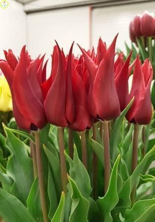 Купить оптом в Ботанике Тюльпан Исаак Шик 7 шт