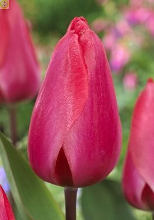 Купить оптом в Ботанике Тюльпан Барре Альта 10 шт