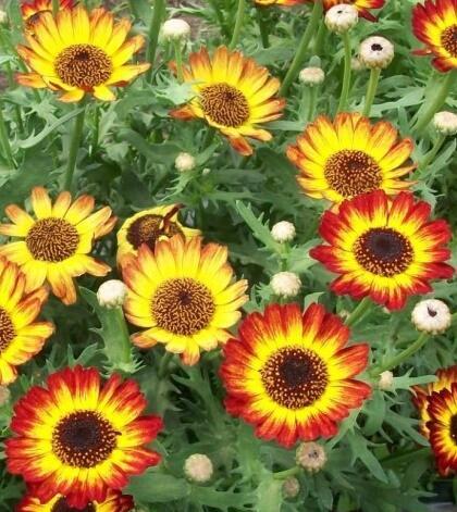 Купить оптом в Ботанике семена Хризантема Германский флаг ССО бренд Сортсемовощ