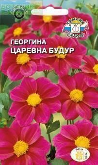 Купить оптом в Ботанике семена Георгина Царевна Будур Сед бренд СеДеК
