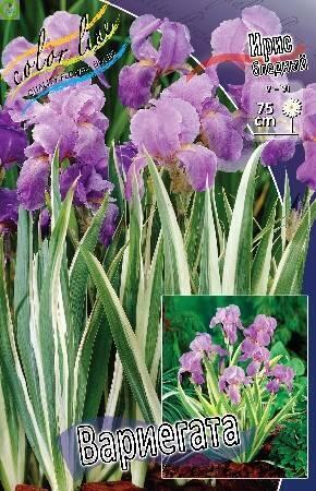 Купить оптом в Ботанике Ирис Вариегата 25 шт 