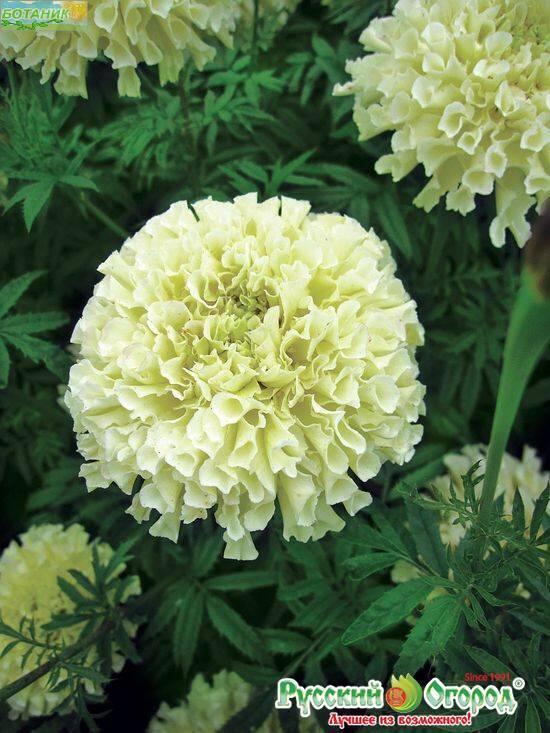 Купить оптом в Ботанике семена Бархатцы Сноудрифт НК бренд НК