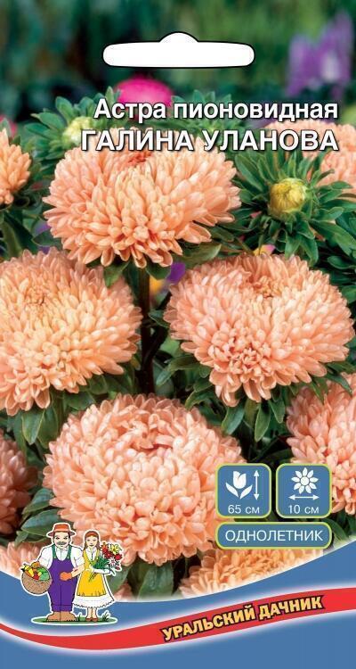 Купить оптом в Ботанике семена Астра Галина Уланова УД бренд Уральский дачник