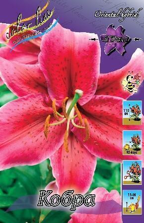 Купить оптом в Ботанике Лилия Кобра 7 шт