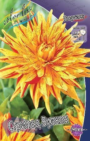 Купить оптом в Ботанике Георгина Стрипед Вулкан 1 шт кактусовые