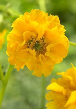 Купить оптом в Ботанике Гравилат Леди Стратеден 1шт