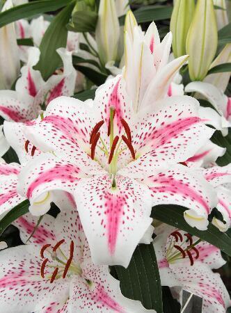 Купить оптом в Ботанике Лилия Спектатор 5 шт