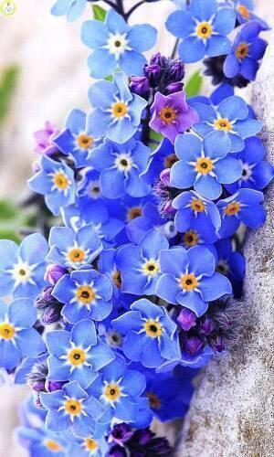 Купить оптом в Ботанике семена Незабудка Голубая садовая УД бренд Уральский дачник