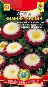 Купить оптом в Ботанике семена Астра Зимняя вишня Плз бренд Плазмас