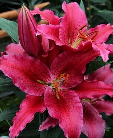 Купить оптом в Ботанике Лилия Уан Лов 7 шт