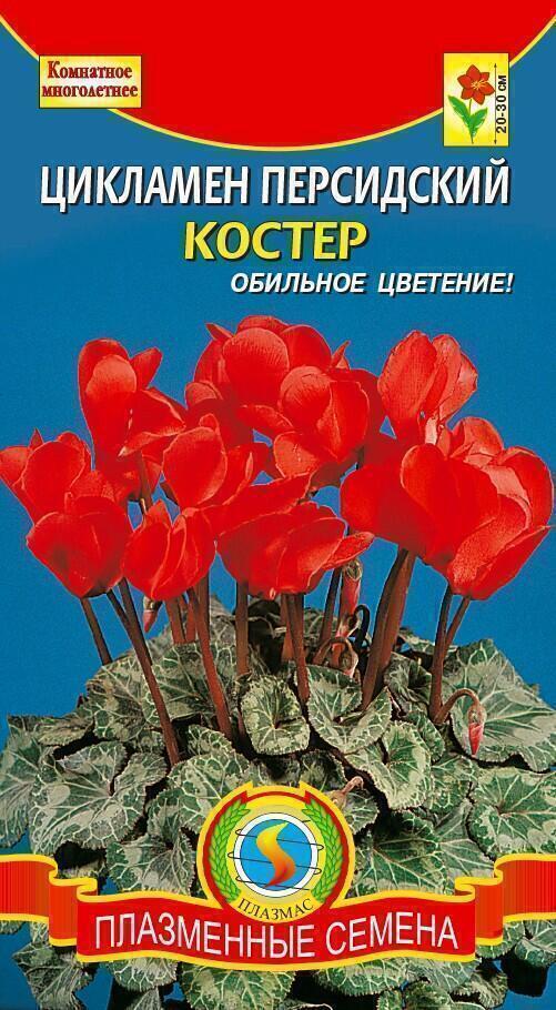 Купить оптом в Ботанике семена Цикламен Костер персидский Плз бренд Плазмас