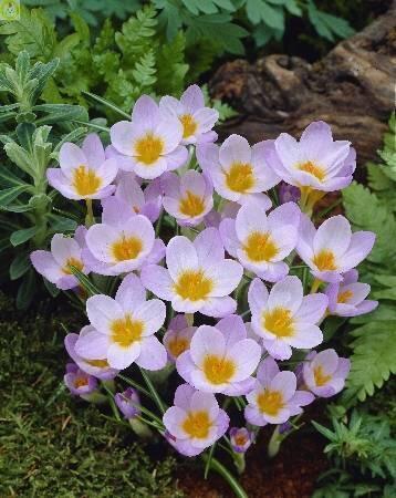 Купить оптом в Ботанике Крокус Файрфлай 10шт