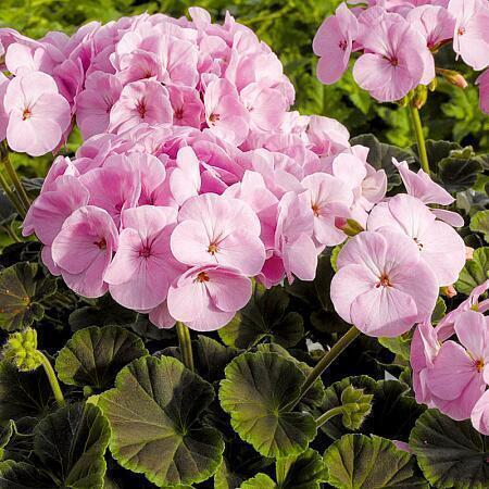 Герань Буллс Ай светло розовый.jpg