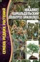 Эвкалипт Камальдульский Реш