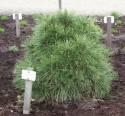 Сосна Pinus nigra Spielberg C1,5 