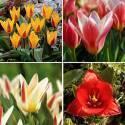 Тюльпаны Кауфмана 11/12 KMT-115 