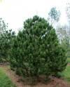 Сосна Pinus heldreichii Satellit C1,5 