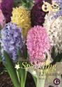 Гиацинт Микс гиацинтов 12 шт 14/15 
