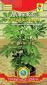 Шеффлера Древовидная Плз