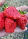 Земляника садовая Альба 100 шт 