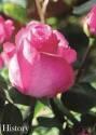 Роза Хистори 1 шт чайно-гибридная