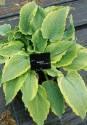 Хоста Спартакус 1 шт 
