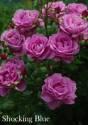 Роза Шокинг Блю 1 шт флорибунда