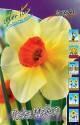 Нарцисс Пайп Мэйор 10 шт