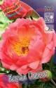 Пион Корал Сансет 25 шт
